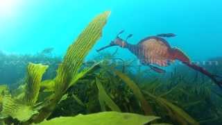 The Weedy Sea Dragon  Giant Sea Horse [upl. by Brad]