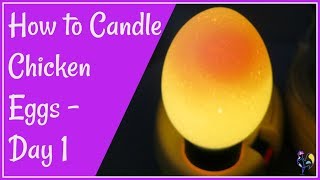 How to Candle Chicken Eggs  Day 1 [upl. by Sidonnie784]