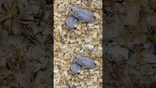 Dwarf🐹Hamster sale in Chennai⁉️shorts hamsterbabieshamstertreatshamsterbreedingpetmarketpets [upl. by Riaj504]