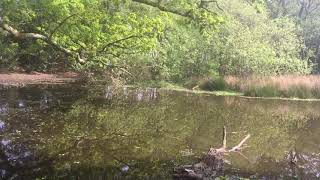 Thorncombe woods nature reserve DorsetSouth West Dorset [upl. by Durston650]