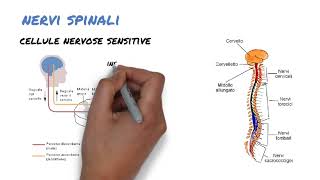 6 I nervi spinali 1 parte [upl. by Ardnaeel]