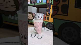 The Surprising Truth About Kitten Behavior Nobody Tells You💕😻cat kitten pets cute [upl. by Odnama121]