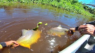 Só saiu os monstro Pescaria no pantanal [upl. by Mick]