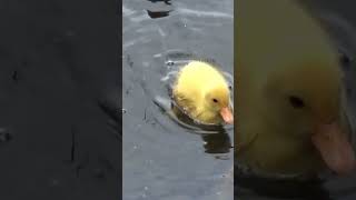 Yellow Mallard Duck Chick [upl. by Yvette93]