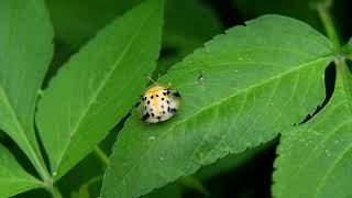 Spotted Tortoise BeetleAspidomorpha miliaris 大黑星龜金花蟲 [upl. by Daraj731]