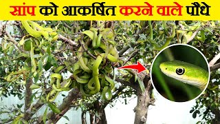 सांप को आकर्षित करने वाले पौधे  Plant and Flowers that Attract Snake [upl. by Glover311]