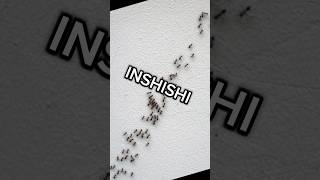 INSHISHIOdorous house ants Ibintu 5 wamenya animalfacts insects inyamaswa [upl. by Veleda257]