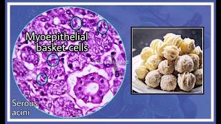 Salivary Gland Histology [upl. by Erual]