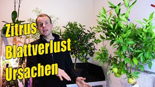 Zitronenbaum verliert Blätter häufige Ursachen  Gartenschlaucom [upl. by Carolee406]