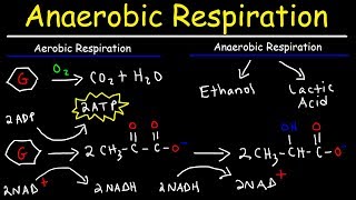 Aerobic vs Anaerobic Respiration  Lactic Acid and Ethanol Fermentation [upl. by Yelkreb185]