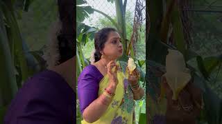 Happy gardening 🌻🌻🌻 seetha villagechef cooking delicious food chefrecipes recipe yummy [upl. by Akfir334]