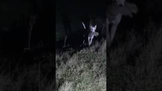 Quick catch and retrieve over fence Lamping rabbits rabbithunting huntingseason thehunter [upl. by Eadnus489]