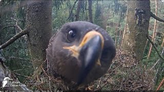 Piegāde Ievas tuvplāns  Delivery close up of Eve Lesser spotted eagle in spruce Zemgale Latvia [upl. by Dhiren]