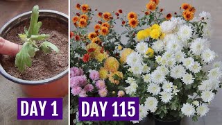 Grow Chrysanthemum in 4 Inch Pot amp Get HEAVY Flowering [upl. by Muldon]