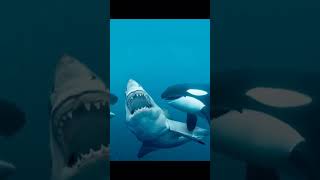 Gang Star in orca whale 😲😱 [upl. by Stannwood]