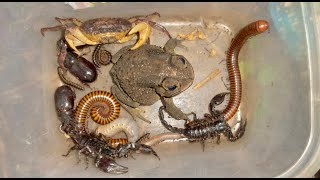 Wonderful day Spotted One Gray Giant Toad Giant Golden Millipedes and Other PoisonInsectsDiscovery [upl. by Ettedo]