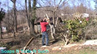 Tulip tree care  How to trim an over grown tree treetrimming tuliptree tree landscape nature [upl. by Idnis]