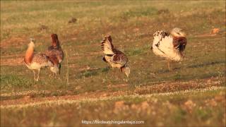 Great Bustard Courtship Behaviour [upl. by Namhcan]