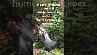 I Piccioni Viaggiatori Messaggeri del Passato curiositàscientifiche youtubeshorts animali [upl. by Callista]