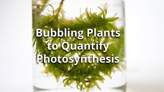 Bubbling Plants Experiment to Quantify Photosynthesis [upl. by God45]