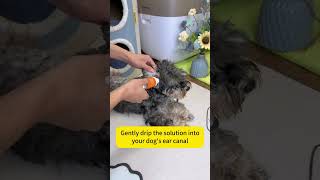 Gentle drops for joyful ears😘🥰puainta pets petbenefits petcare healthypets pethealth puppy [upl. by Adriano]