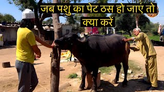 जब पशु का पेट ठस हो जाएं तो क्या करें impaction of rumen indigestion [upl. by Dani]