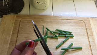 Horse tail plant Equisetum Hyemale Propagation from cuttings [upl. by Schofield]