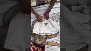 خطرناکترین ماهی جنوب  خروس دریایی  The most dangerous saltwater fish qeshm dubai fishing oman [upl. by Adabel]