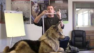 Where and How to Measure your Dog for Muzzles  Fitting Dog Muzzles [upl. by Retsek]