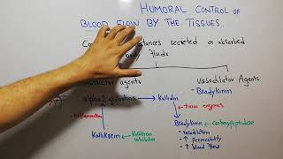 CVS physiology 111 Bradykinin kallikrein kinin and kallidin system vasodilator agents [upl. by Ileana]