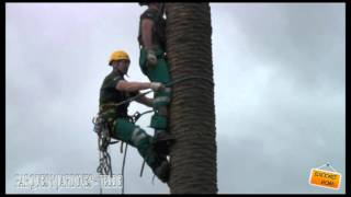 EXHIBICIÓN DE PODA Y RESCATE EN PALMERAS [upl. by Acnaiv511]