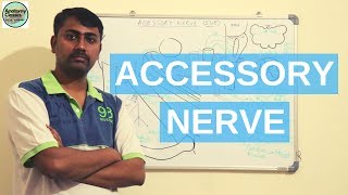 Accessory Nerve XI Cranial Nerve [upl. by Orsino]