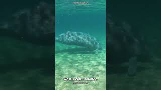 Swimming with West Indian Manatees manatee wildlife animals [upl. by Ahsekat]