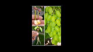 Grow a thriving grape vine from a cuttinggarden fruittree gardening farming gardeninghacks [upl. by Valerie]