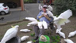 Flock me Cheeky wild cockatoos get a feed [upl. by Jegger]