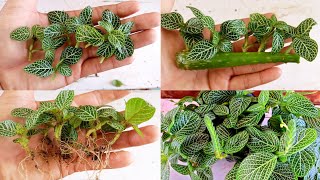 How to grow fittonia  Fittonia cuttings  Easiest Way To grow fittonia cuttings [upl. by Liakim]