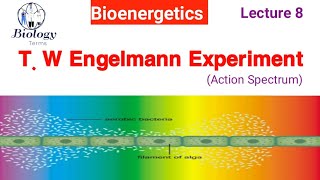 Engelmann Experiment Photosynthesis  T W Engelmann Experiment class 11  Action Spectrum [upl. by Eelrak]