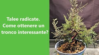 Come dare forma e movimento al tronco dei nostri bonsai partendo da talee di ginepro [upl. by Ayra209]