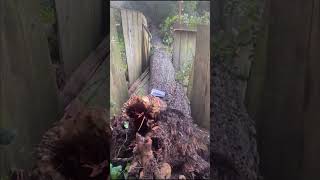 Back yard fallen tree BERNAL HEIGHTS SAN FRANCISCO CA treeexperts treeremovalservices treecare [upl. by Oba]