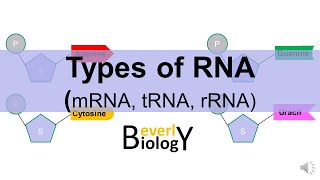 Types of RNA mRNA tRNA rRNA [upl. by Anasor]