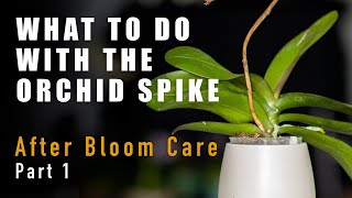 Orchid Tips How To Care For Your Phalaenopsis After The Bloom Part 1 The Spike [upl. by Haseena]