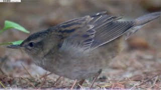 Pallass Grasshopper Warbler Locustella certhiola [upl. by Toddie]