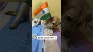 Jai hind 🫡  labra rubi  youtubeshorts shorts labrador dog jaihind trending viralshort [upl. by Dimitri694]