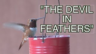 The HyperAggressive Rufous Hummingbird NARRATED [upl. by Sioux]