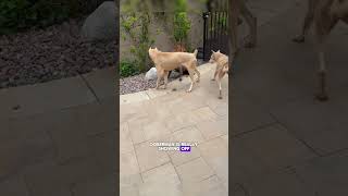 Doberman vs Amstaff Ultimate Dog Breed Showdown 2024 [upl. by Tatiana]