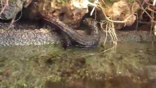 pinoy Waterskink Tropidophorus grayi hunting crickets [upl. by Adrienne619]