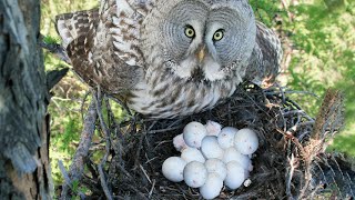 How Owl Laying Eggs In The Nest [upl. by Anigar]