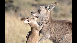 Exploring The Life of Kangaroos In The Nature Wild Documentary [upl. by Faletti]