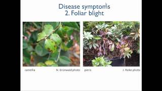 1 Introduction to Phytophthora [upl. by Noid]