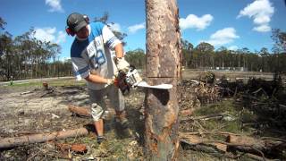 Stihl MS170 Mini Boss chainsaw cold start and review [upl. by Ennoitna273]